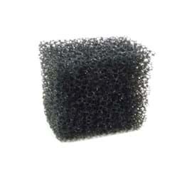 Zeige Details für Stoppelschwamm grobporig Bild von Stoppelschwamm grobporig