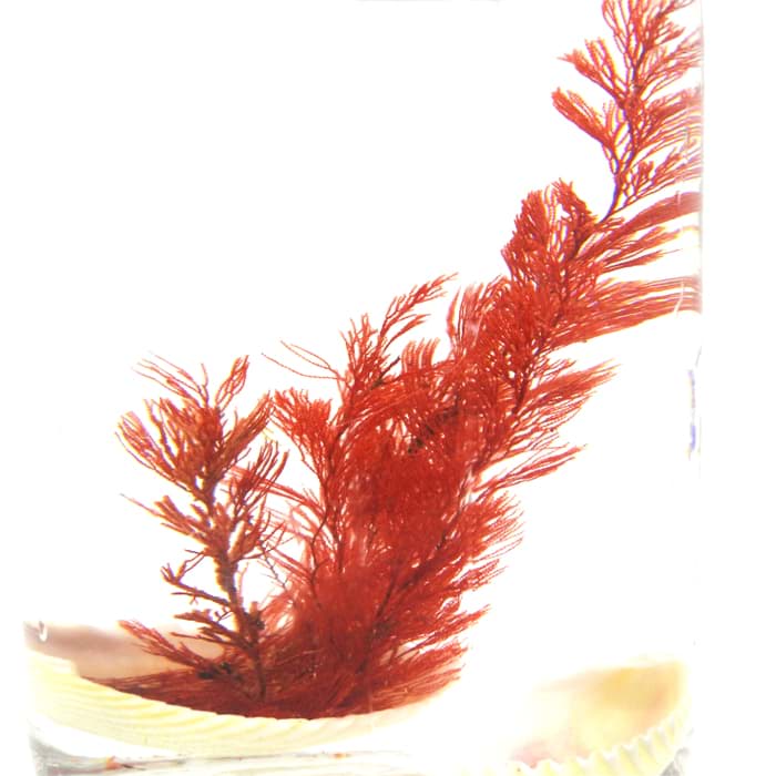 Bild von Super Wundermuschel