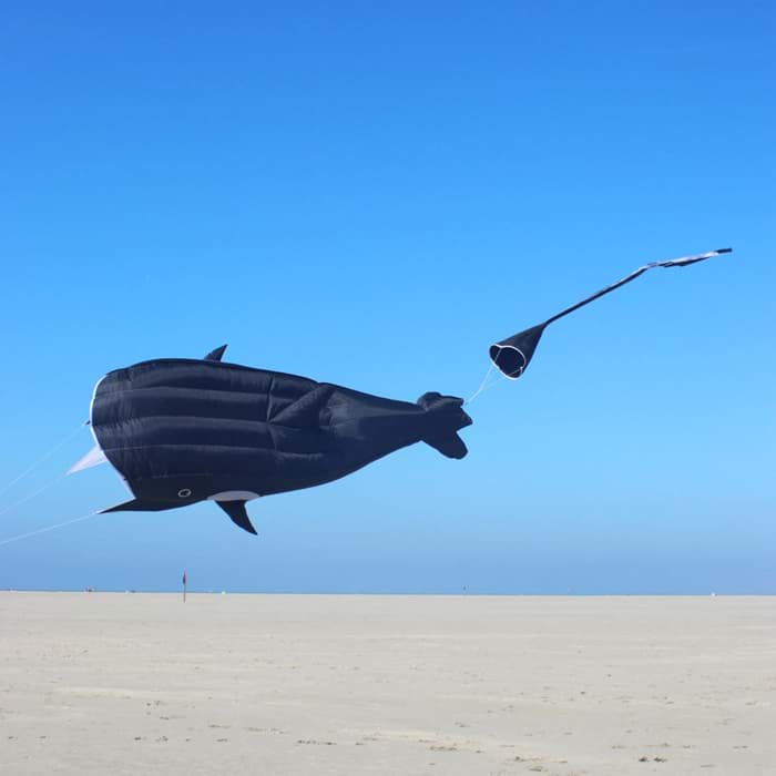 Bild von Willi the Whale
